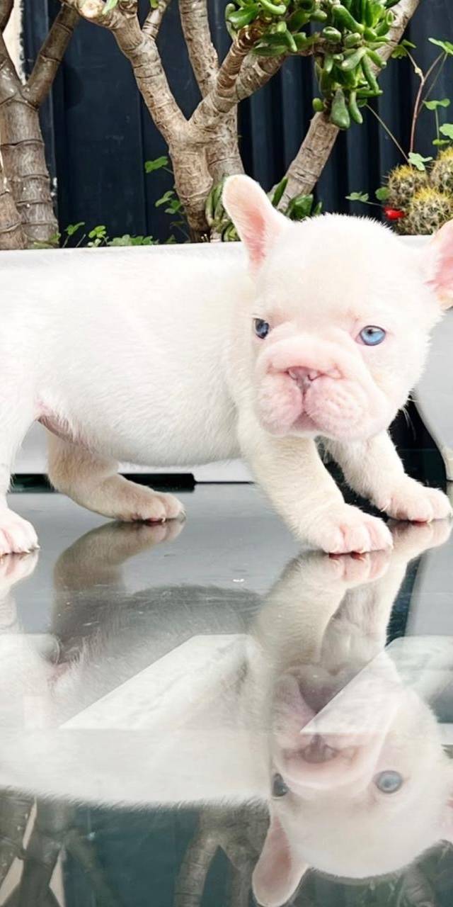 Bulldog frances
