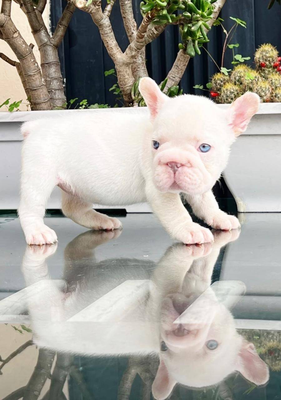 Bulldog frances