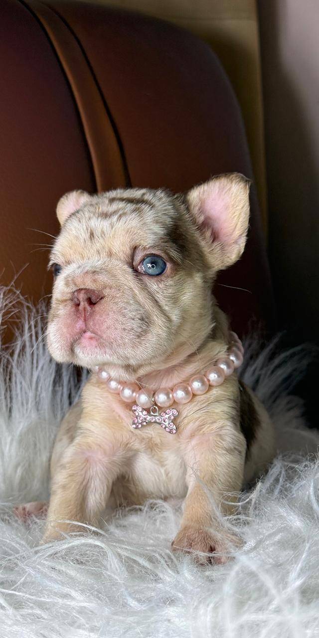 Bulldog frances
