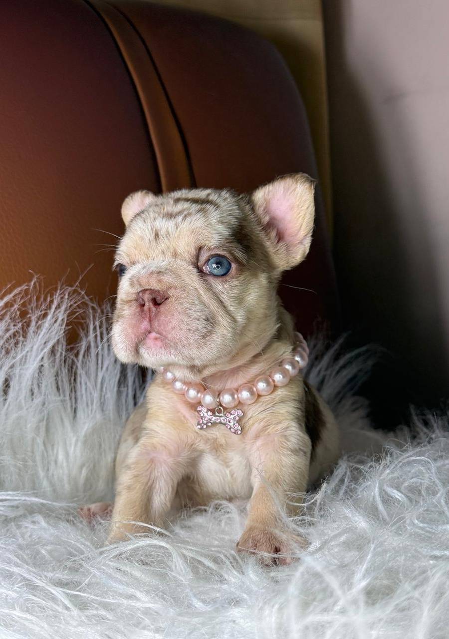 Bulldog frances