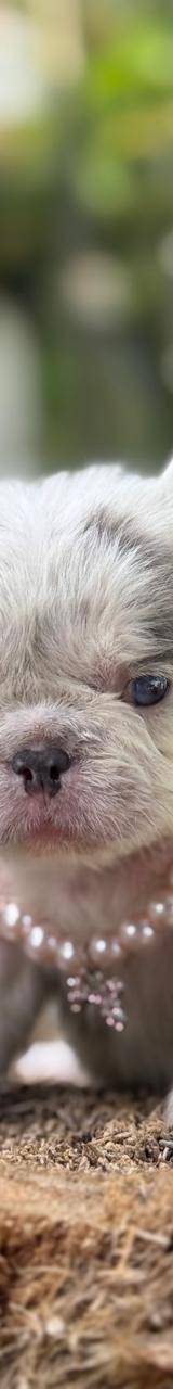 Bulldog frances