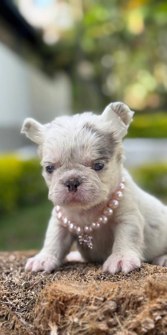 Bulldog frances