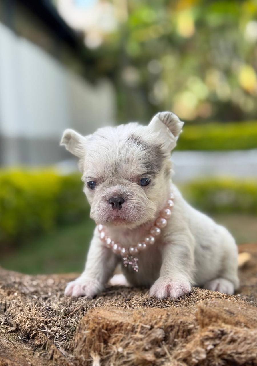 Bulldog frances