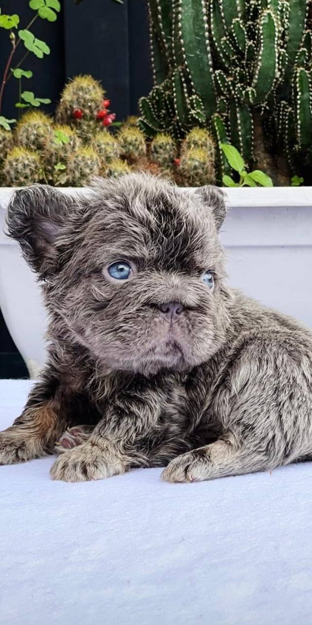 Bulldog francés