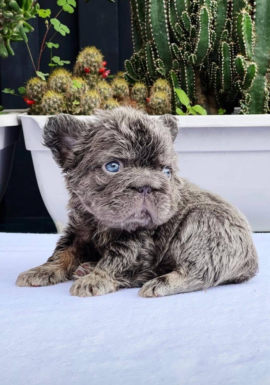 Bulldog francés