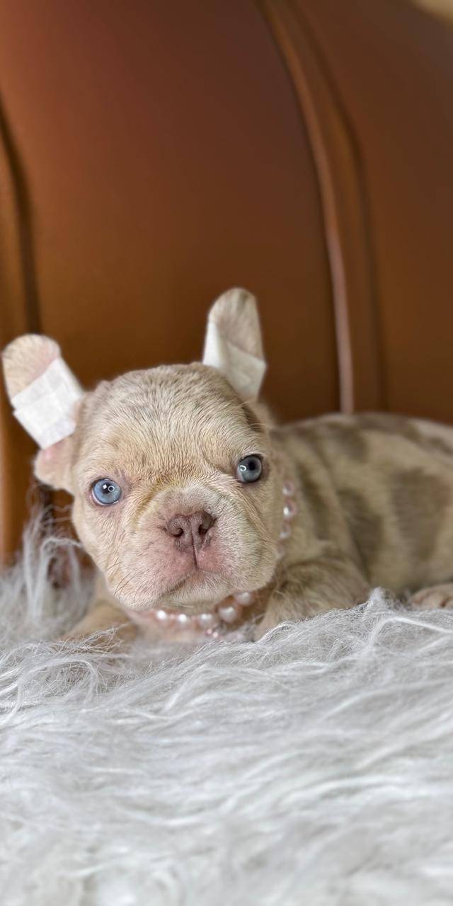 Bulldog frances