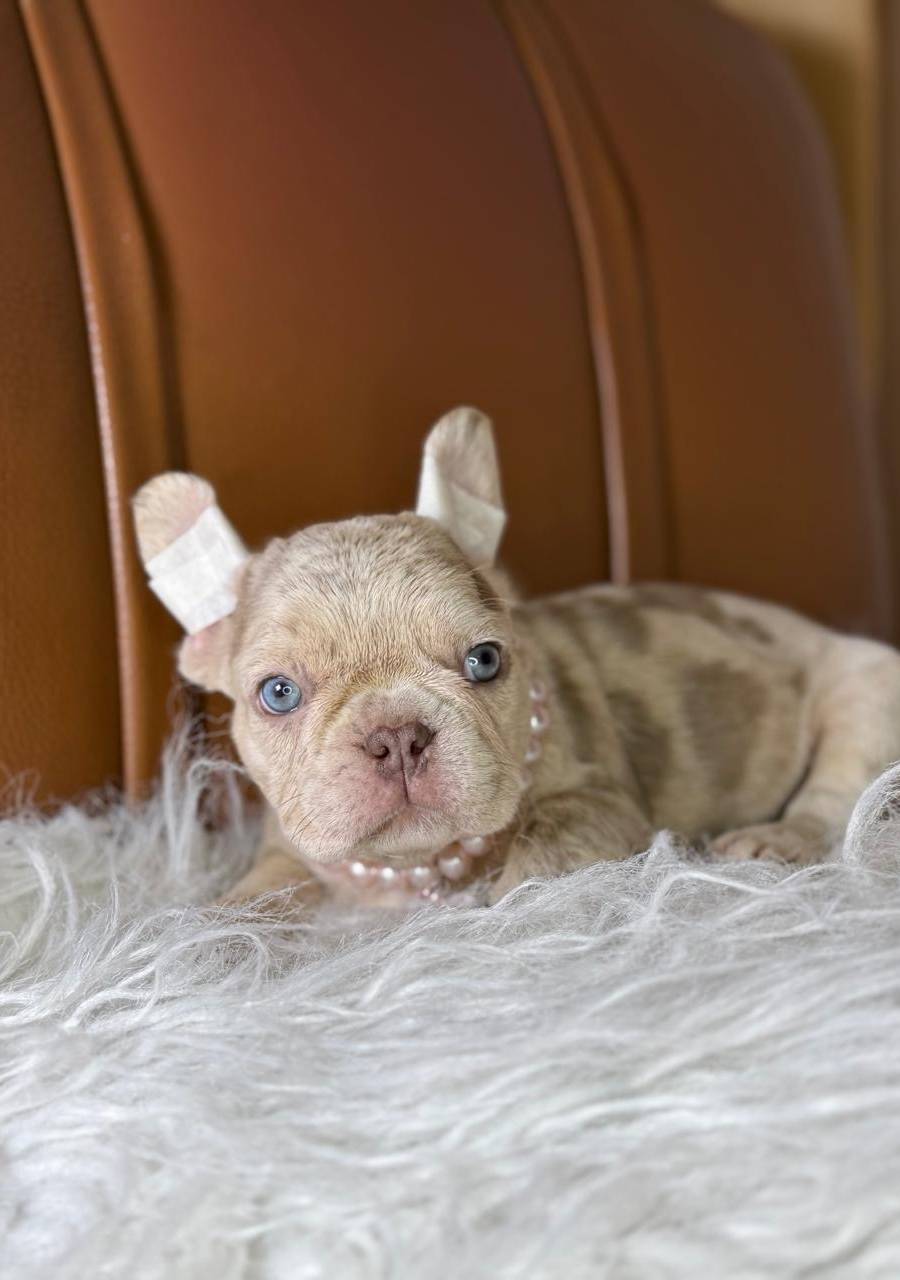 Bulldog frances