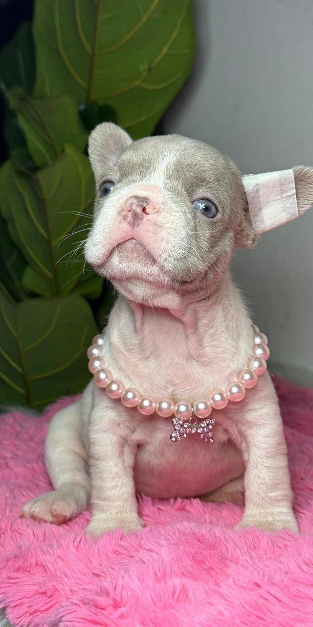 Bulldog francés
