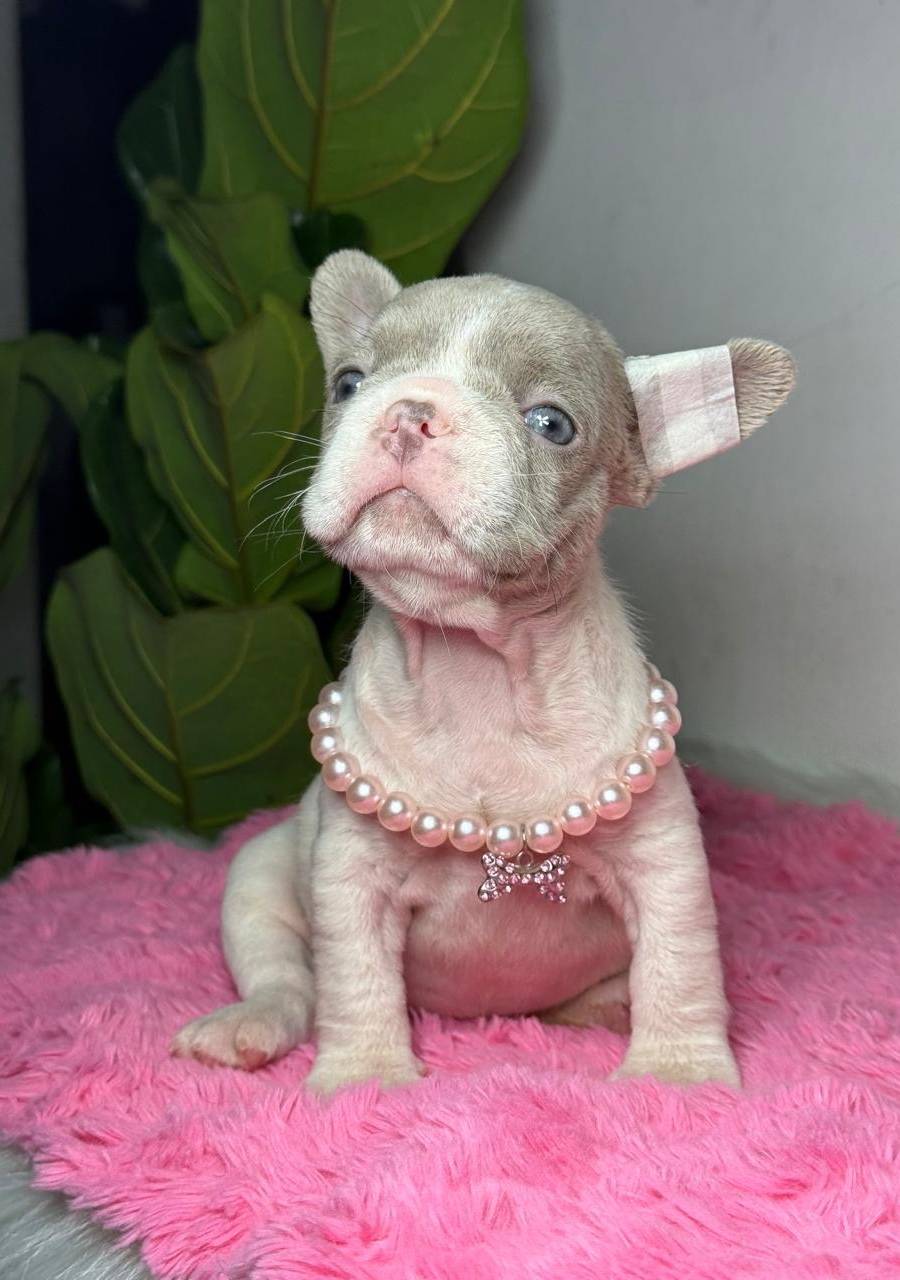 Bulldog francés