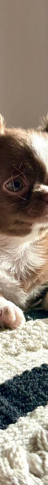 Chihuaha