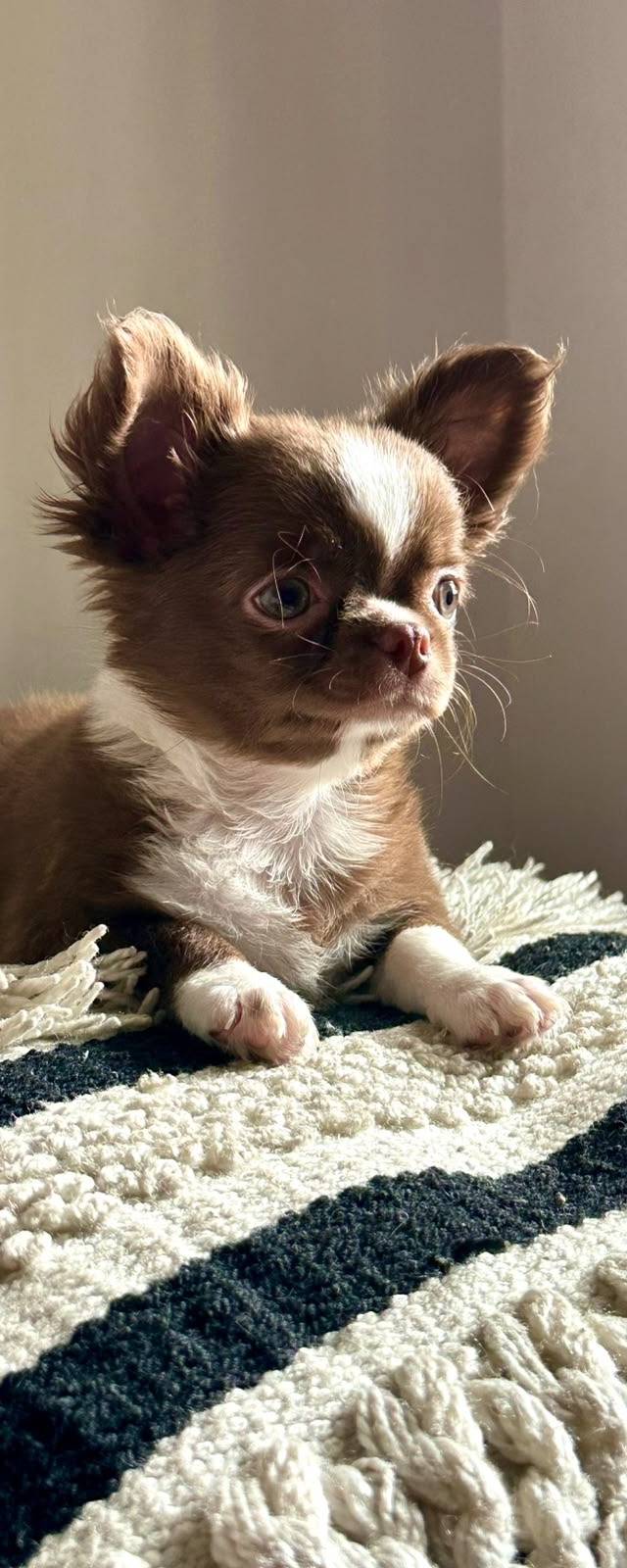Chihuaha