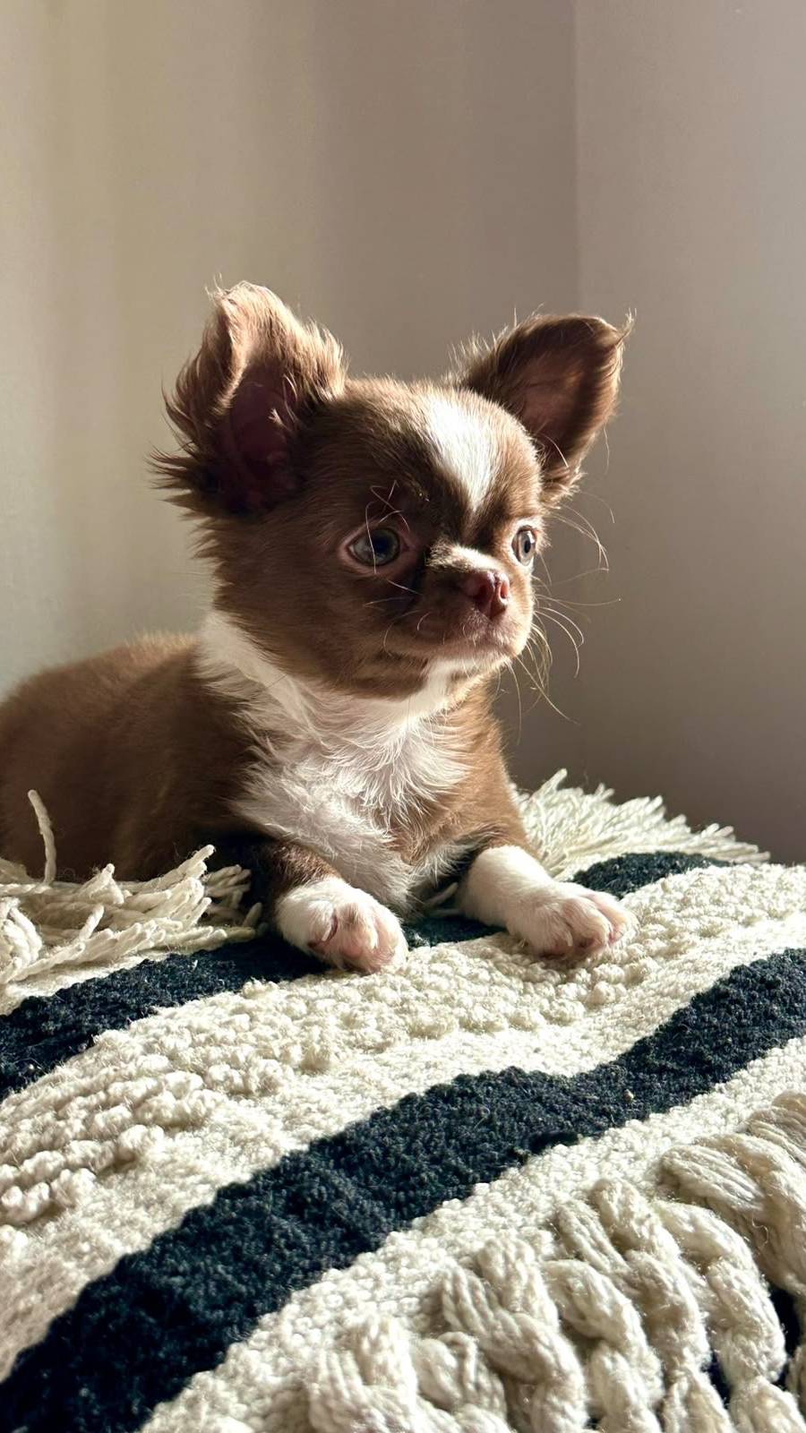 Chihuaha