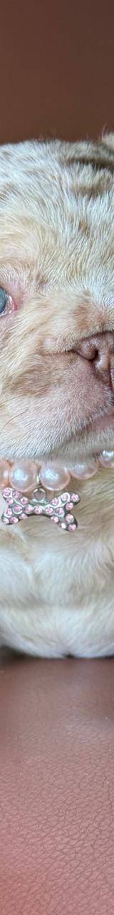 Bulldog frances
