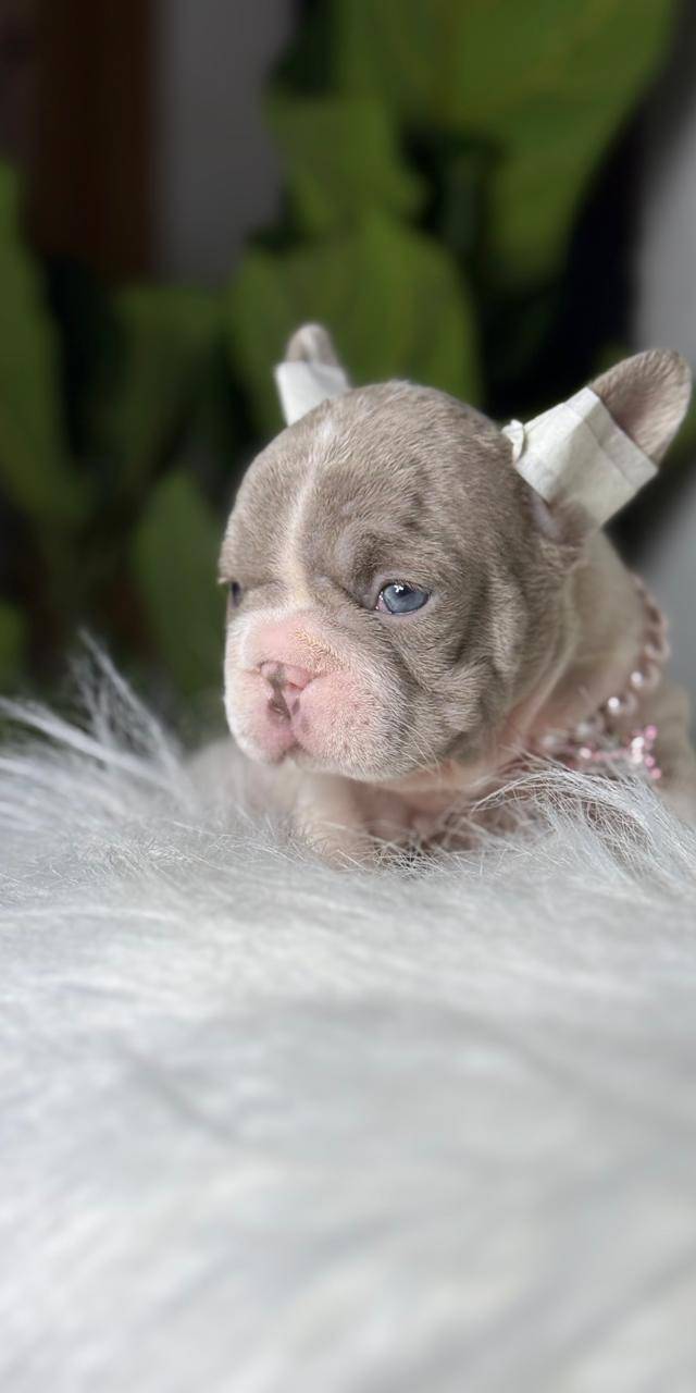 Bulldog francés