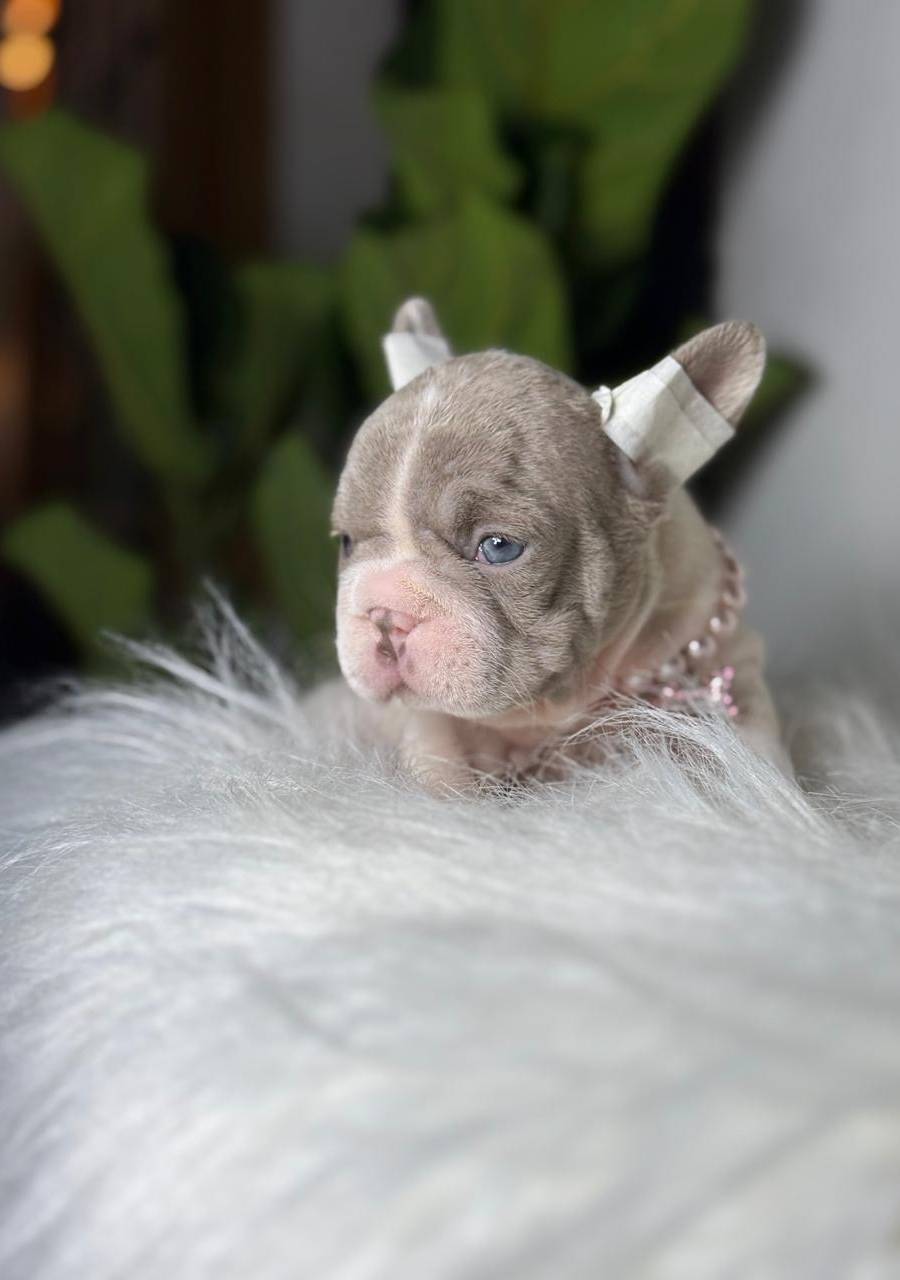 Bulldog francés