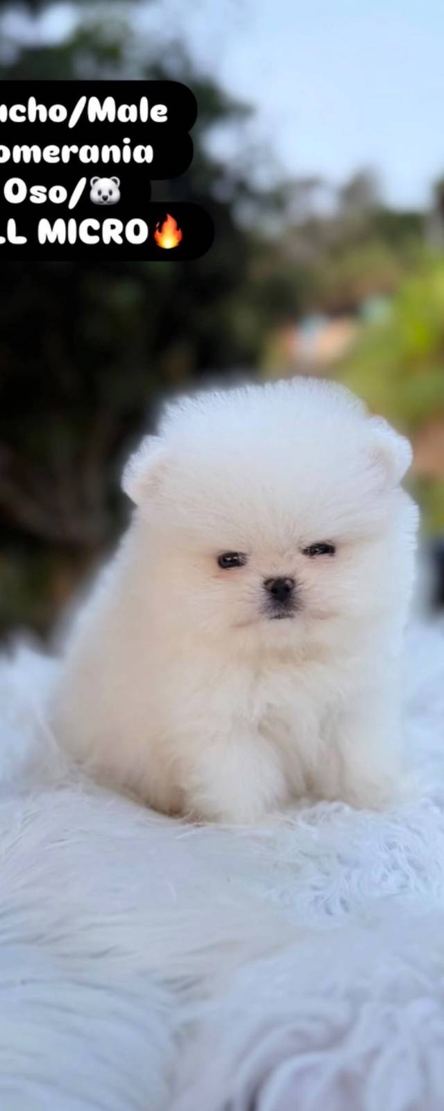 Pomerania