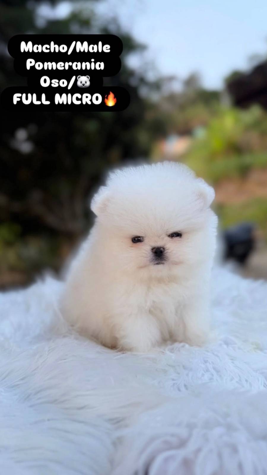 Pomerania