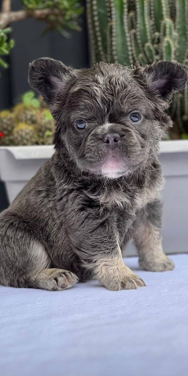 Bulldog francés