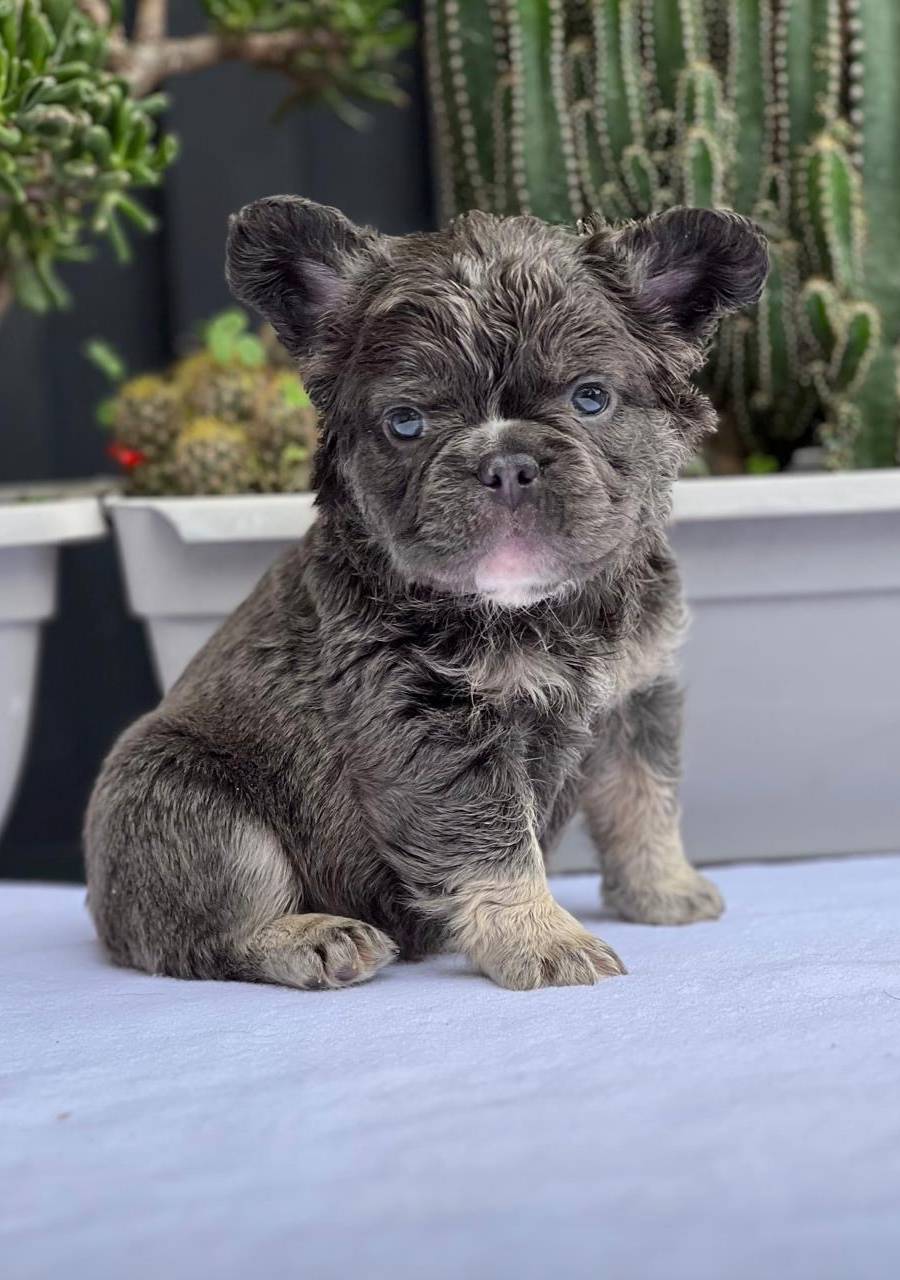 Bulldog francés