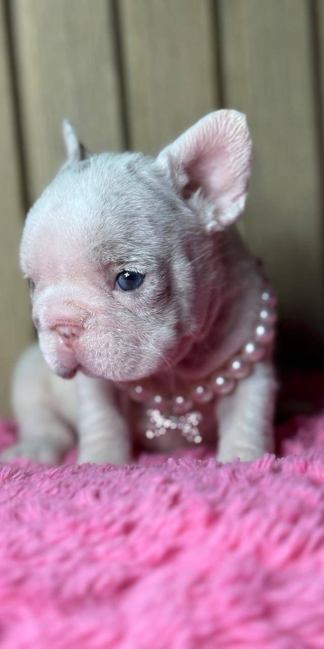Bulldog francés