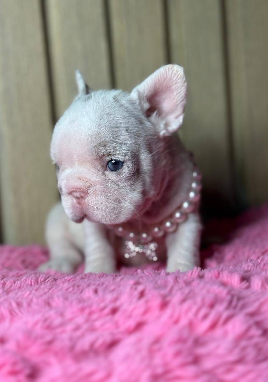 Bulldog francés
