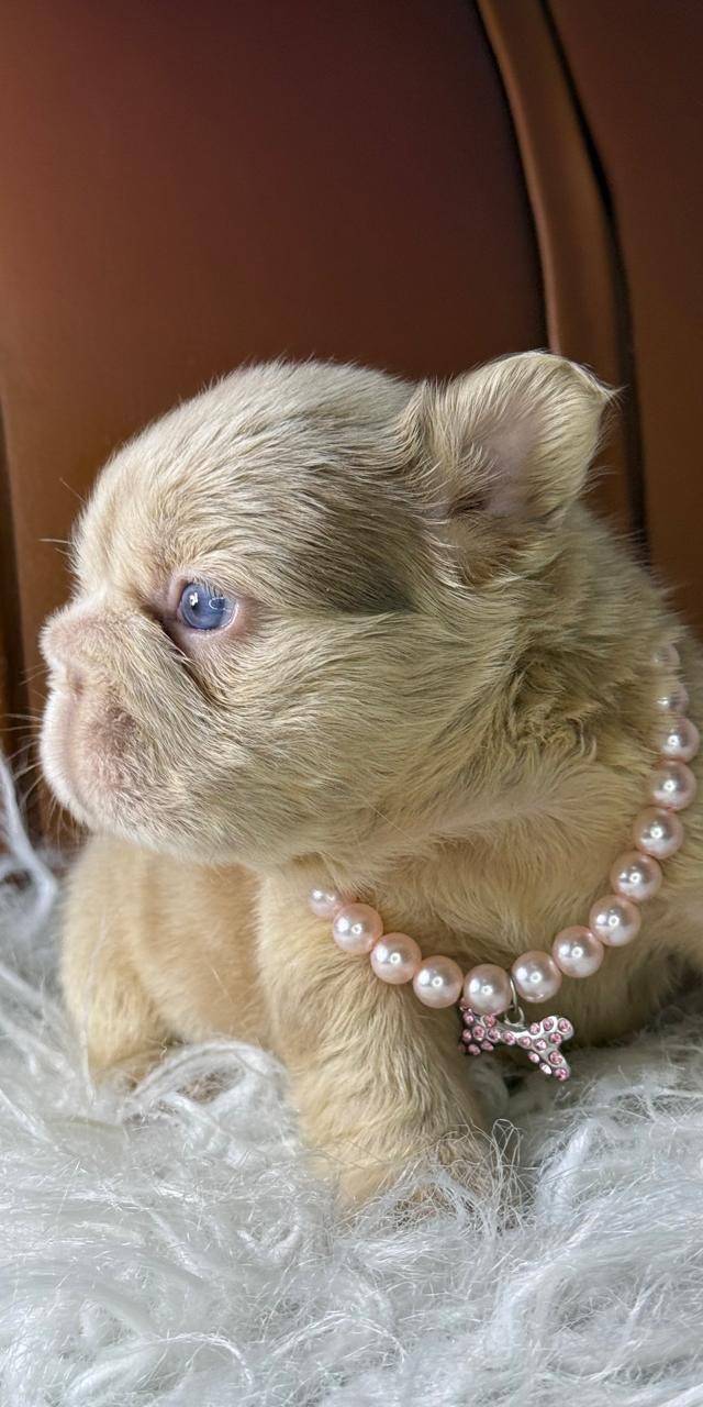 Bulldog frances