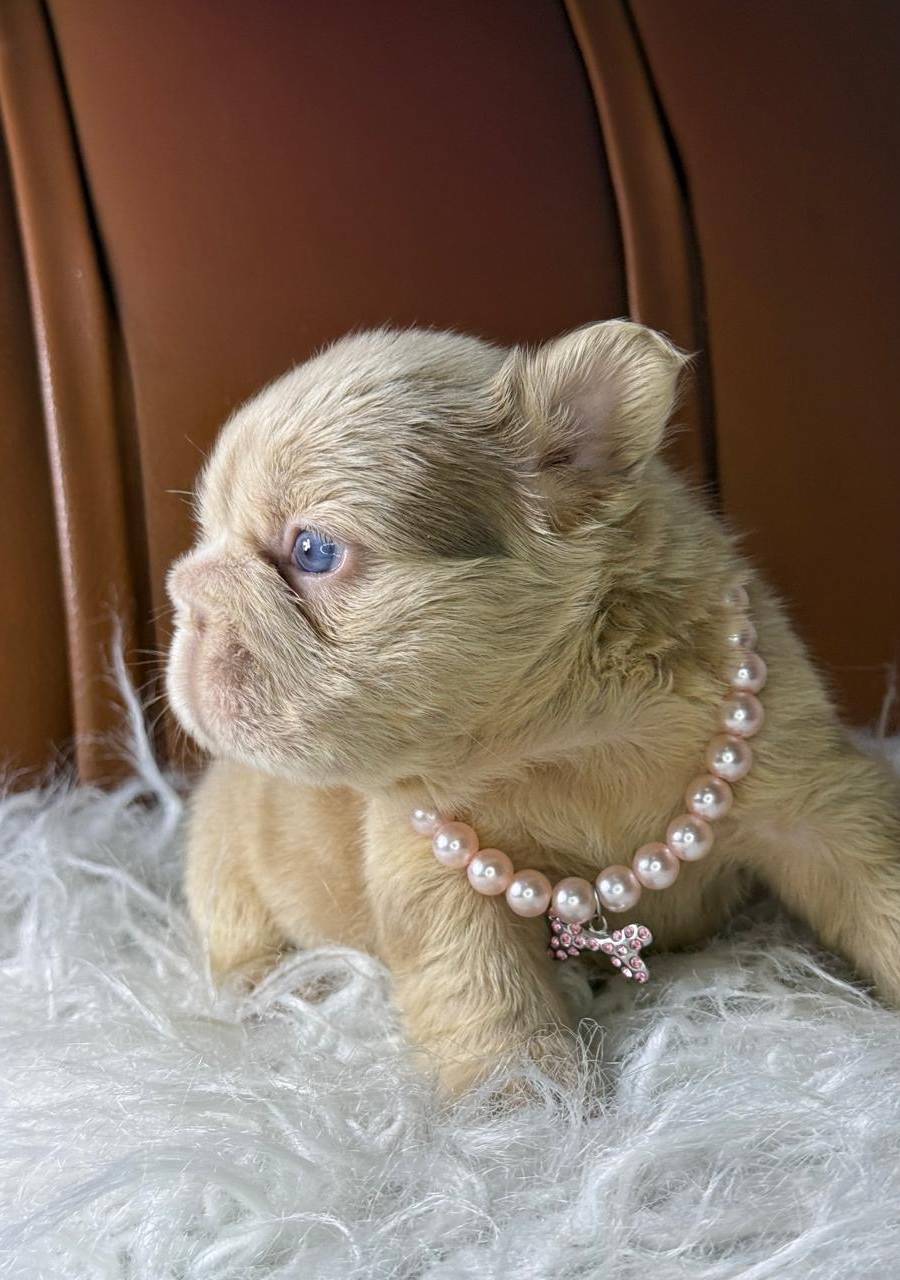 Bulldog frances