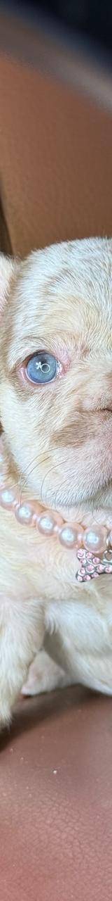 Bulldog frances
