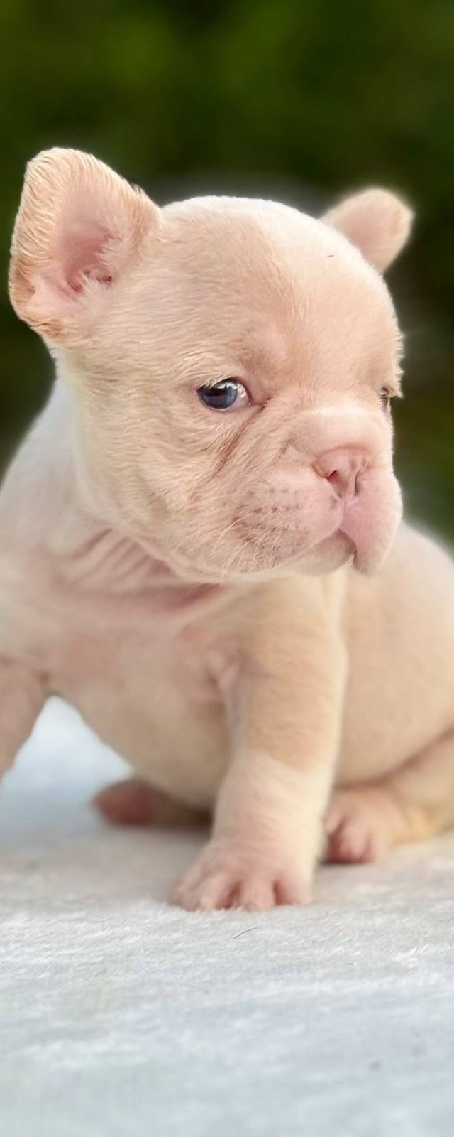 Bulldog francés
