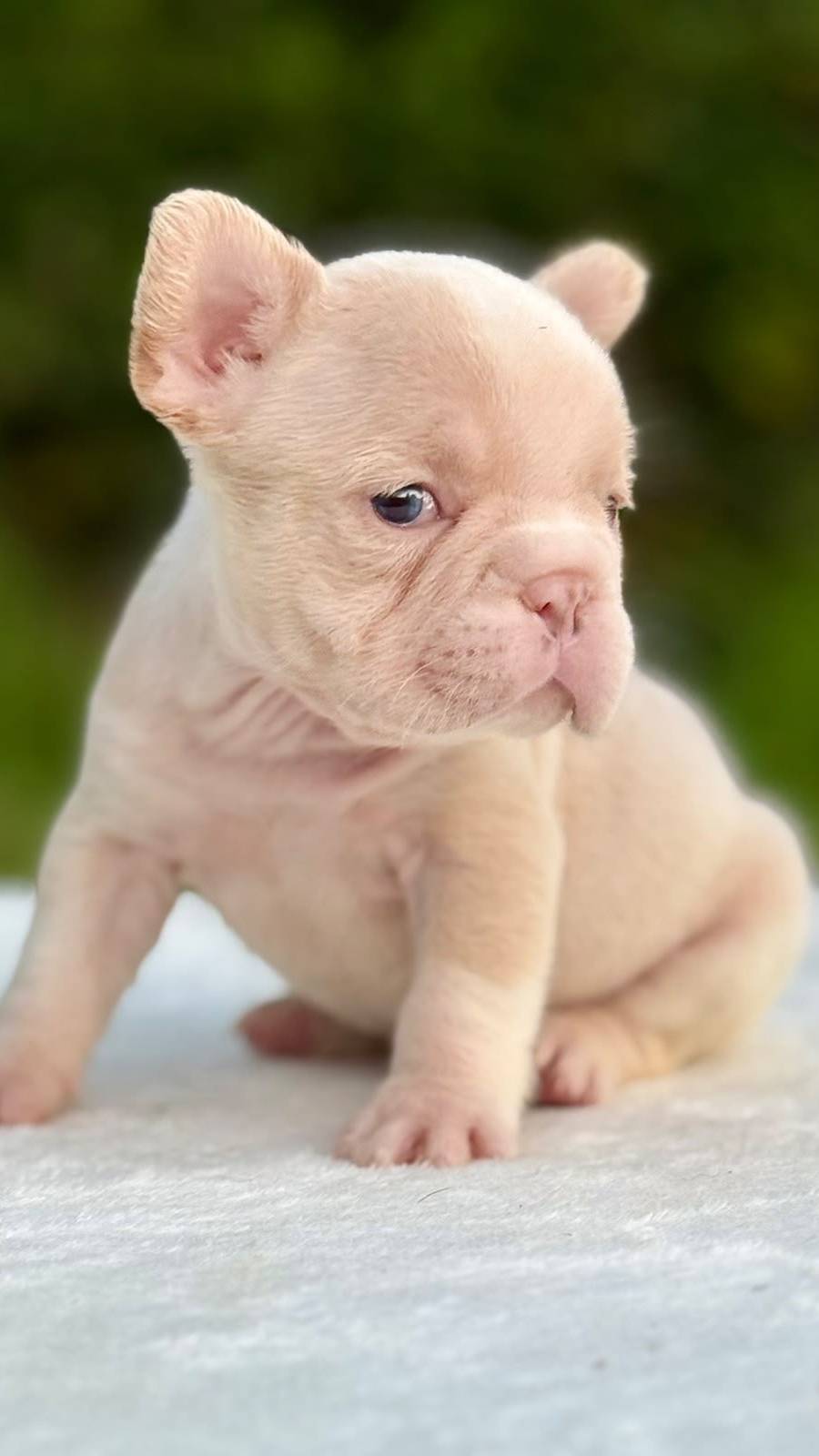 Bulldog francés
