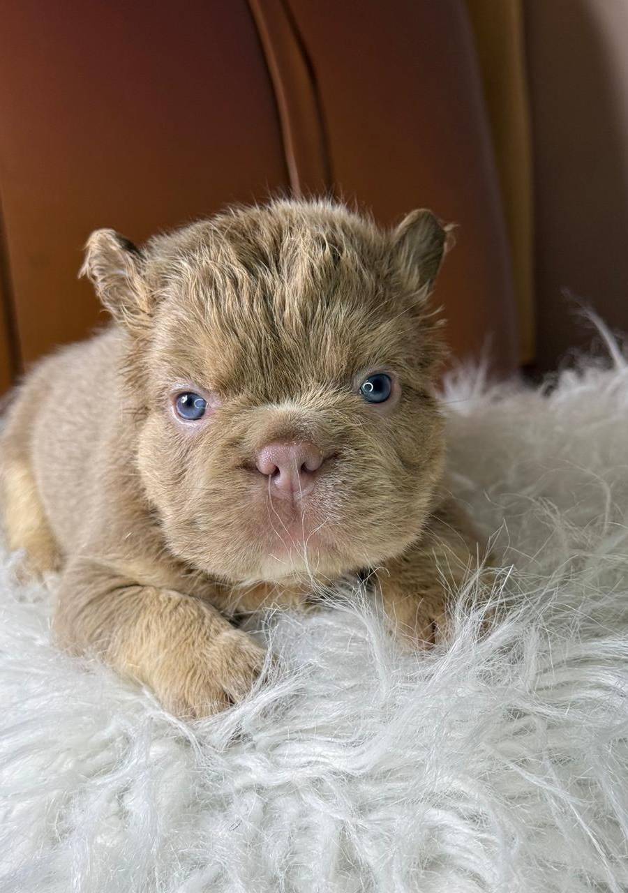 Bulldog frances