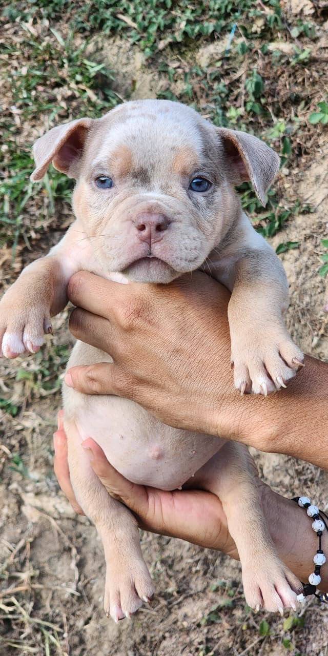 Américan Bully