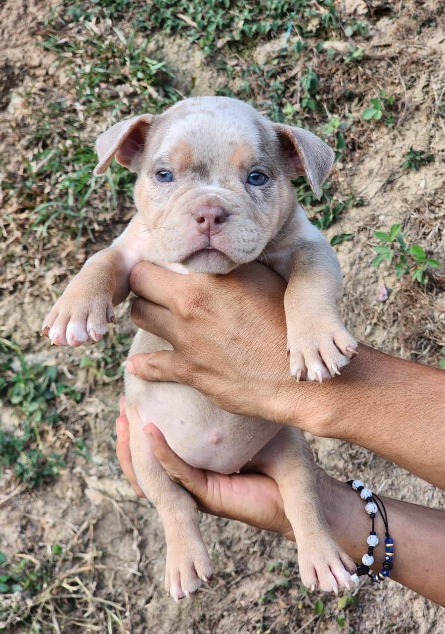 Américan Bully