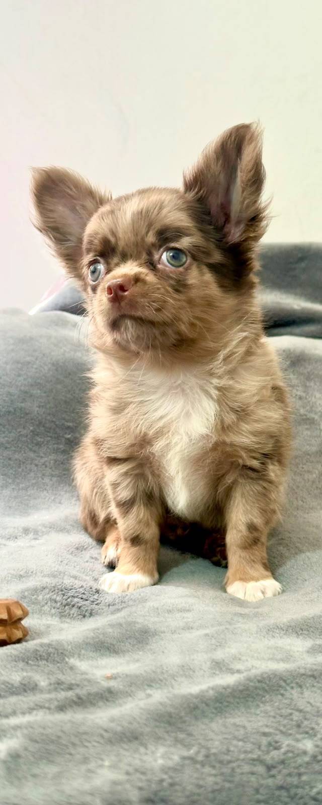 Chihuaha