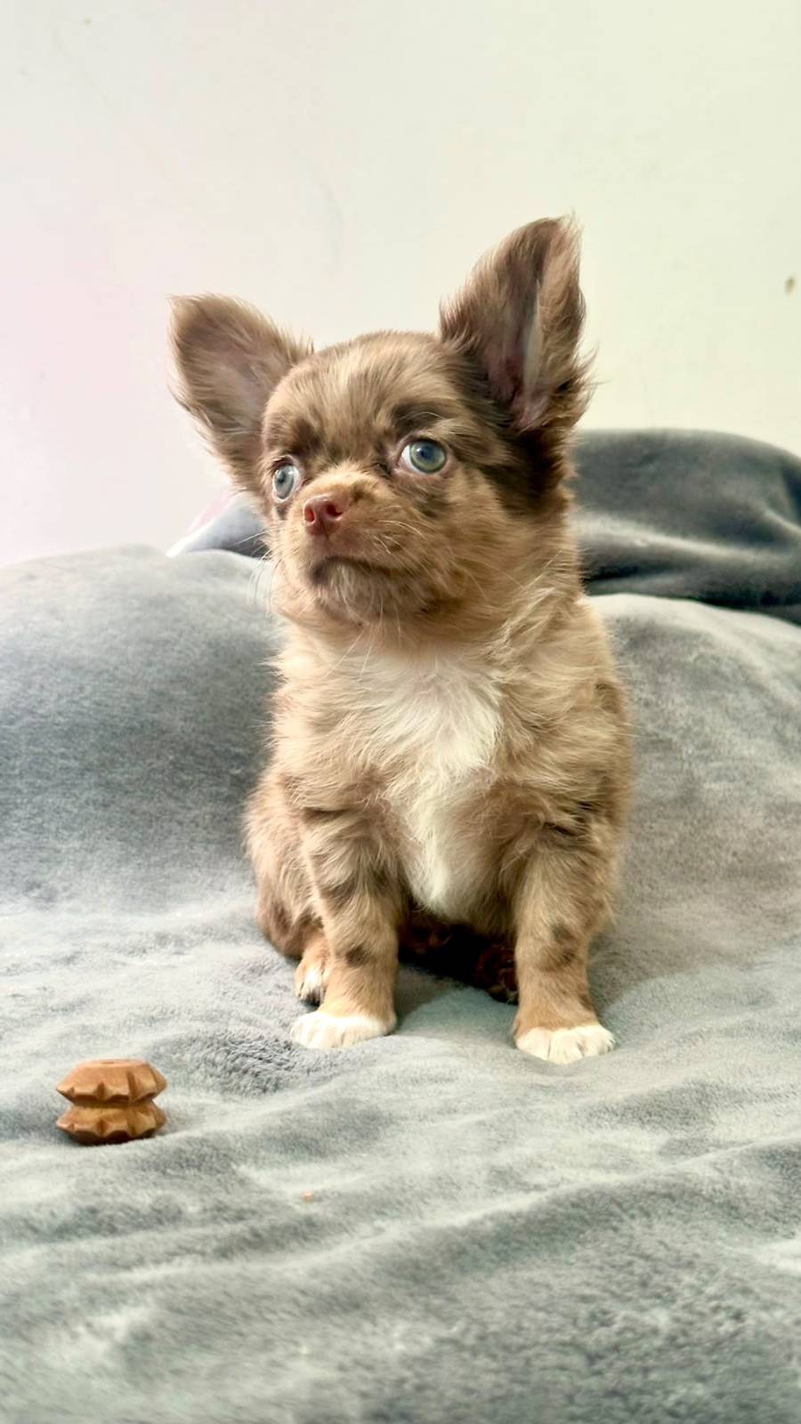 Chihuaha