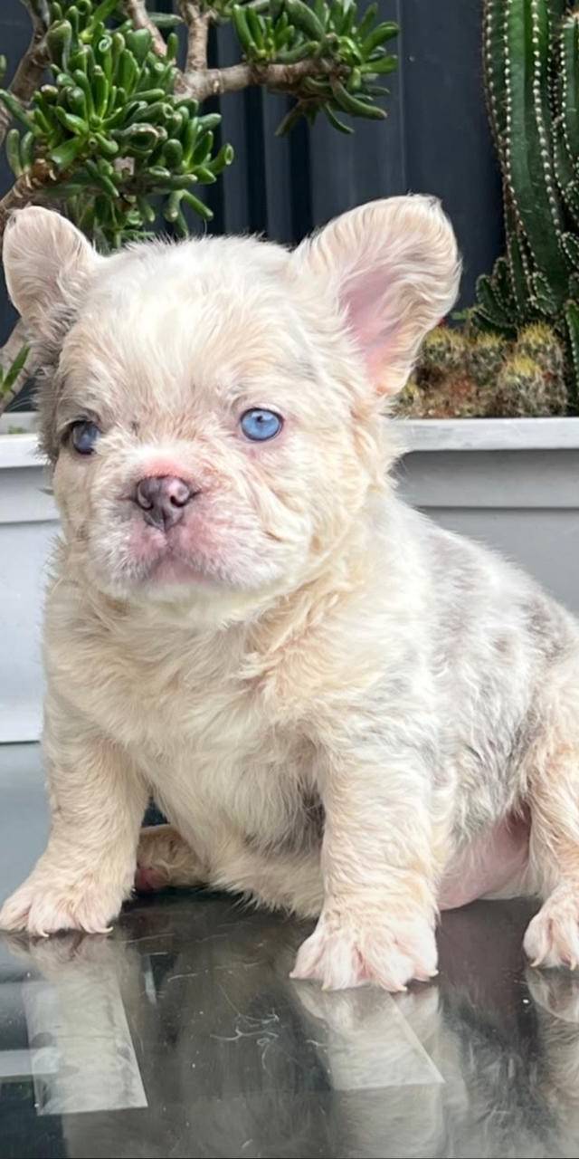Bulldog frances
