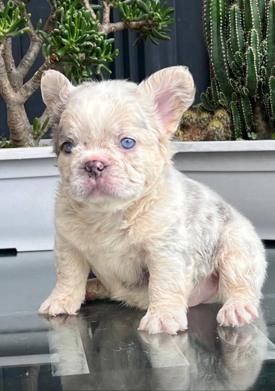 Bulldog frances