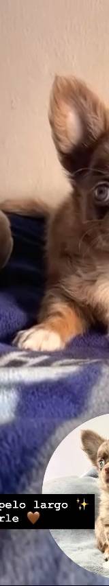 Chihuaha