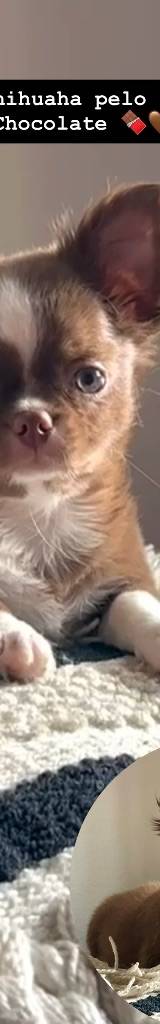 Chihuaha
